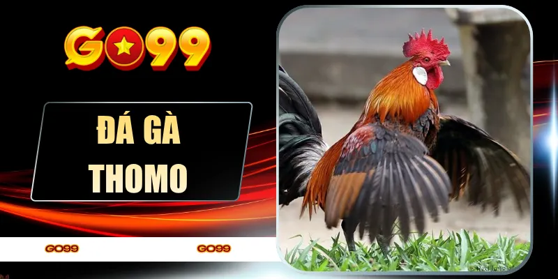 Đá Gà Thomo Nảy Lửa - Bắt Trọn Khoảnh Khắc Vàng Tại GO99